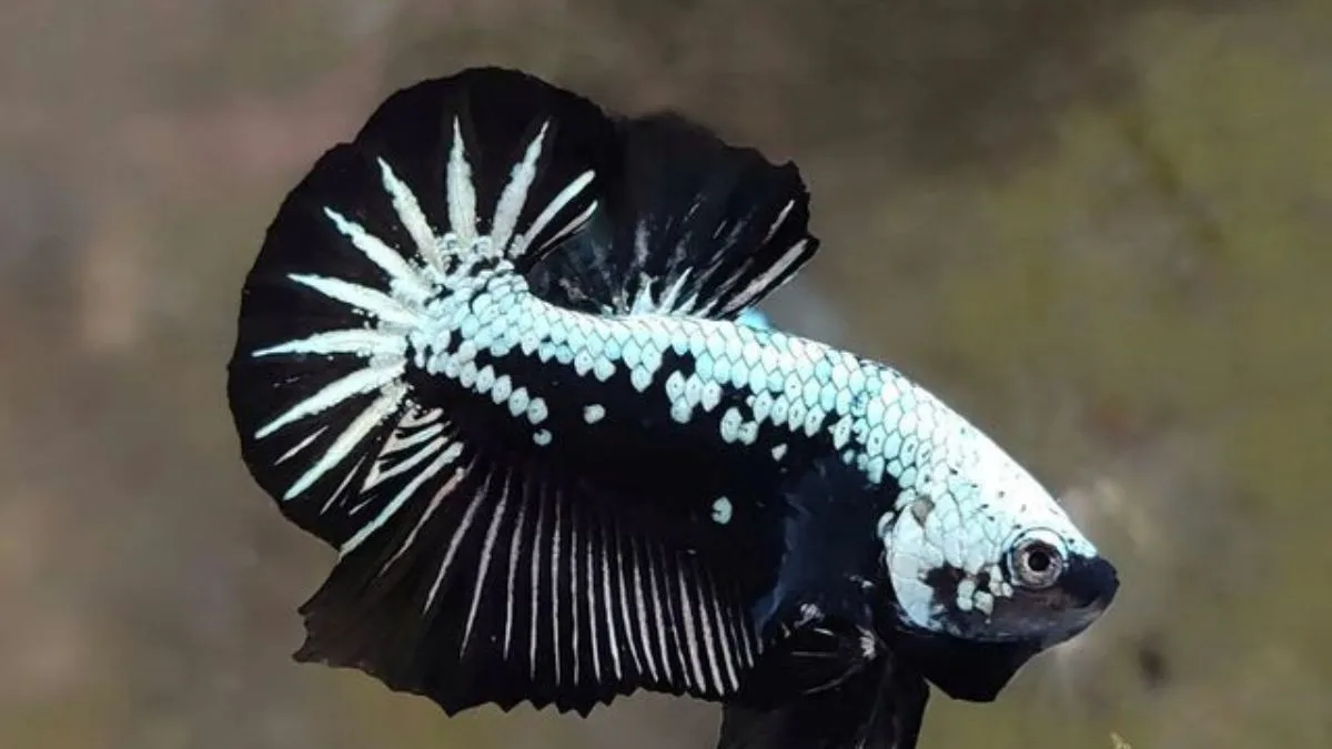 Gambar ikan cupang black samurai