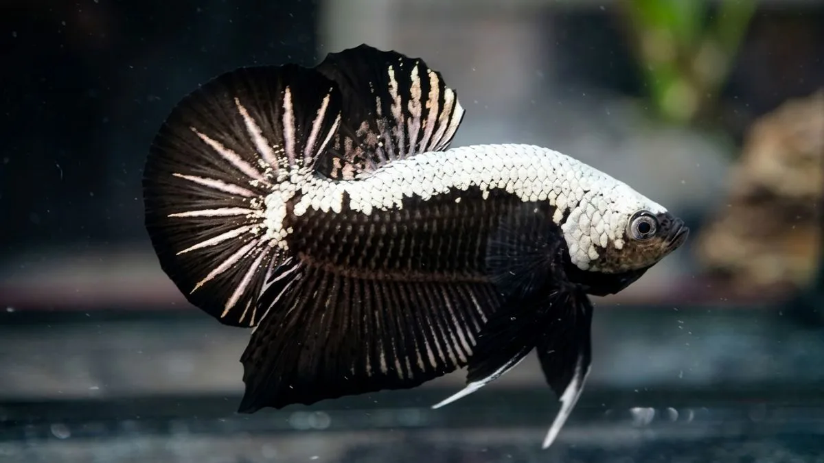 Gambar ikan cupang black samurai
