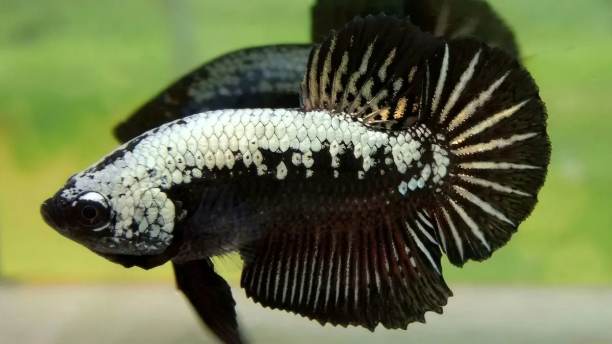 Gambar ikan cupang black samurai