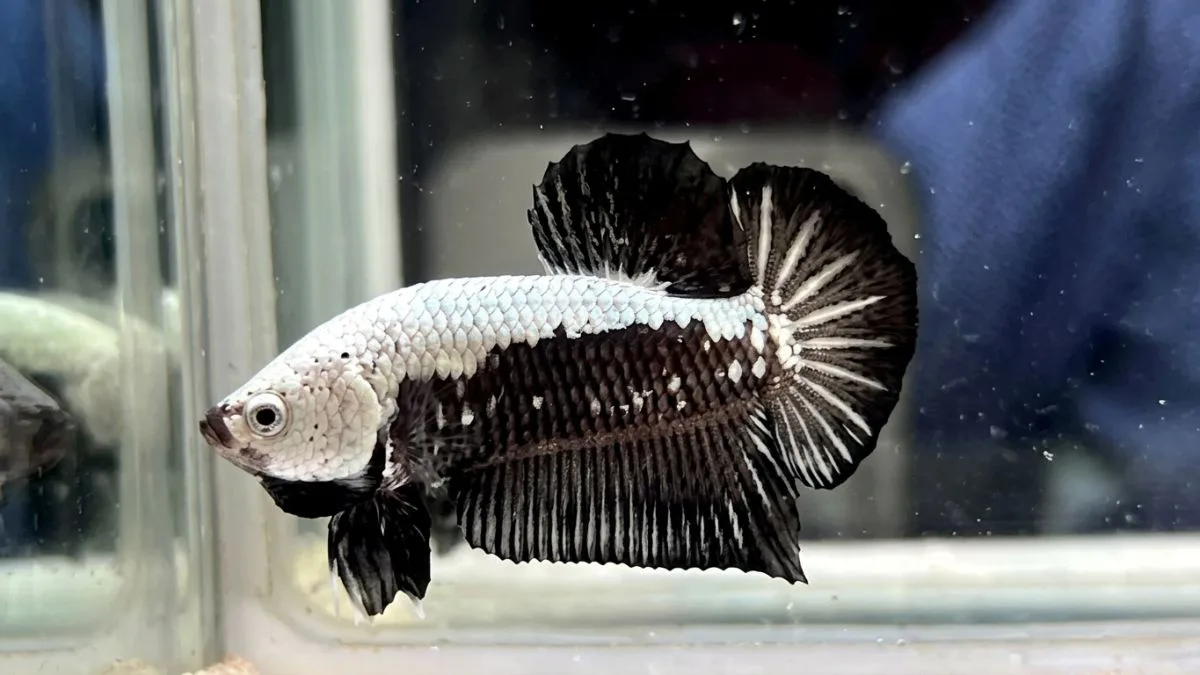 Gambar ikan cupang black samurai