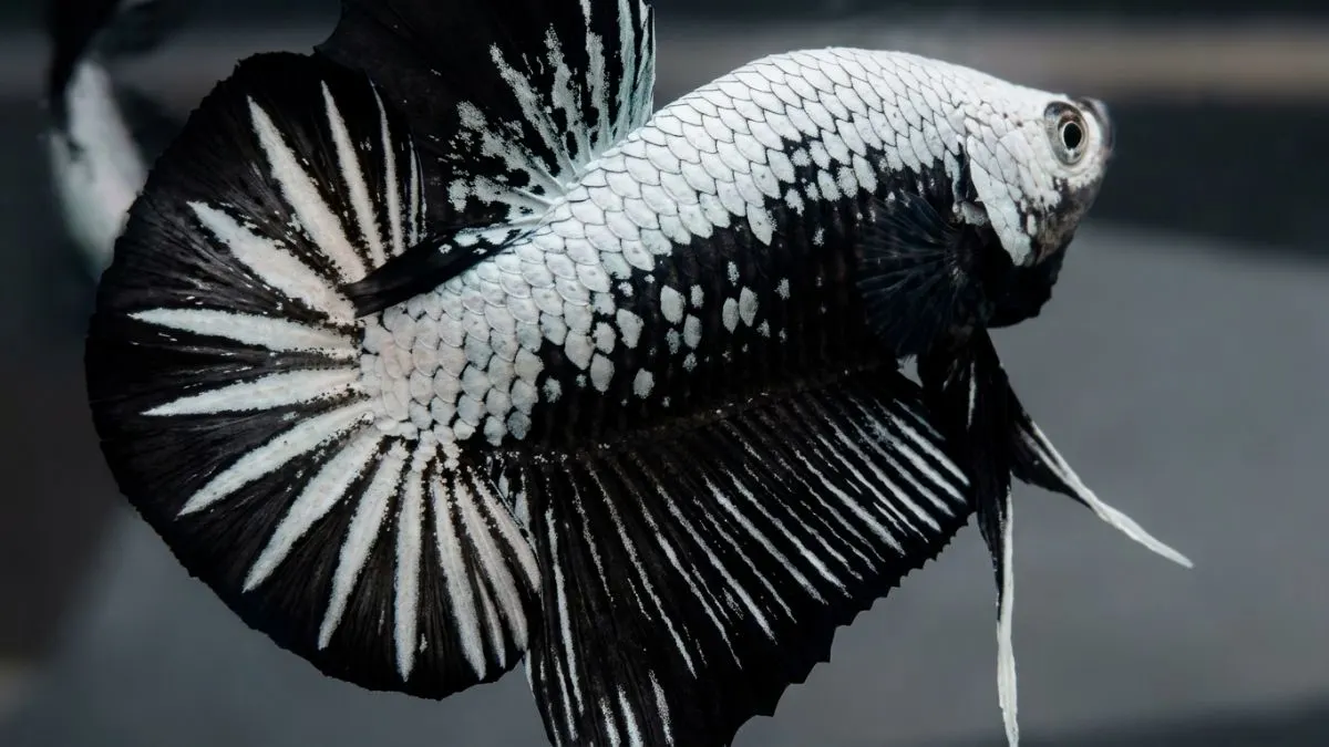 Gambar ikan cupang black samurai