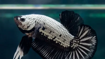 Gambar ikan cupang black samurai