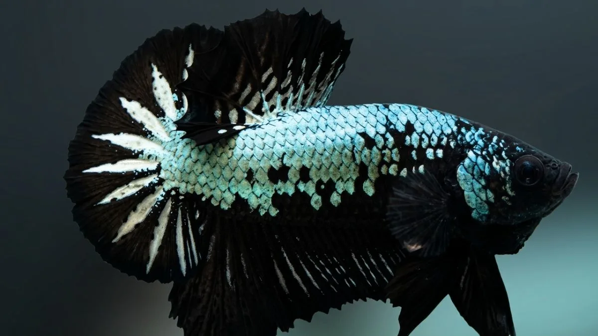 Gambar ikan cupang black samurai