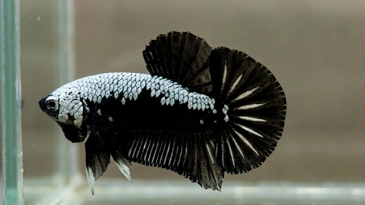Gambar ikan cupang black samurai