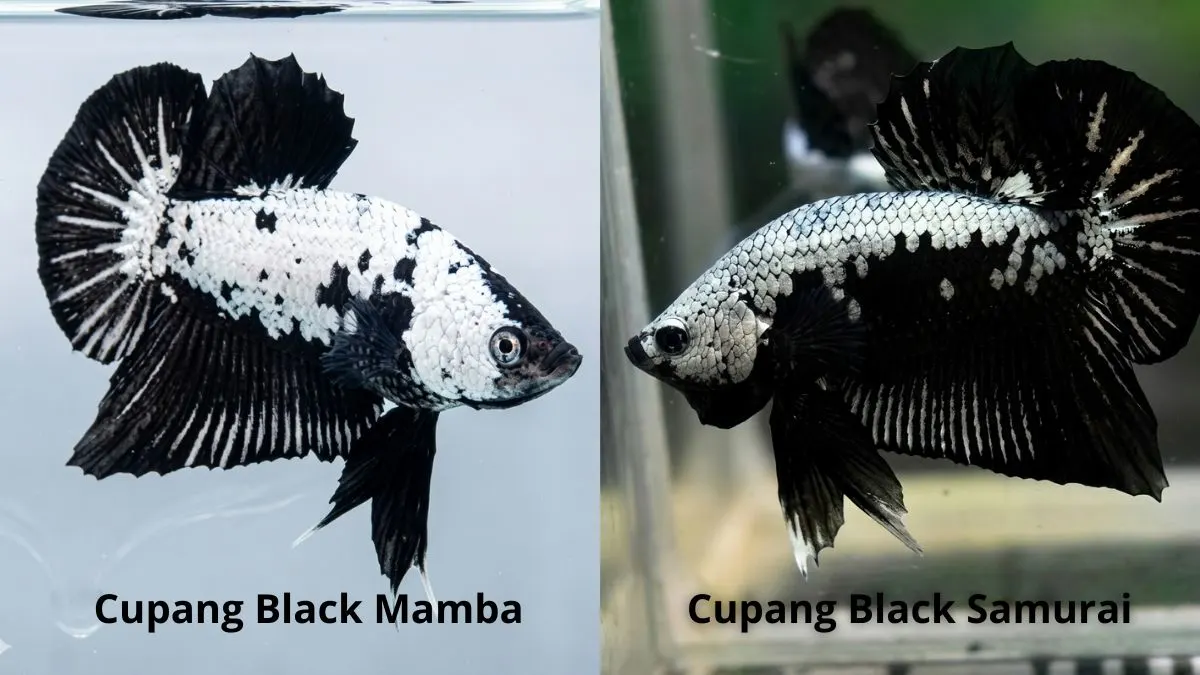 Gambar ikan vupang black samurai dan black mamba