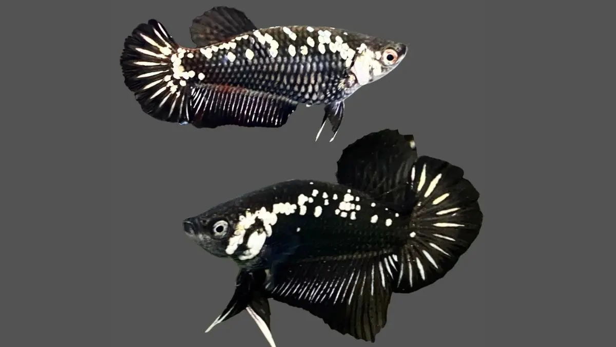 Gambar ikan cupang black samurai