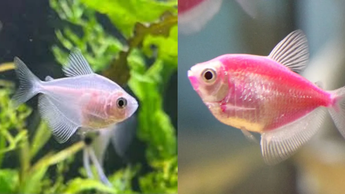 Ilustrasi ikan glofish tetra vs ikan tetra biasa
