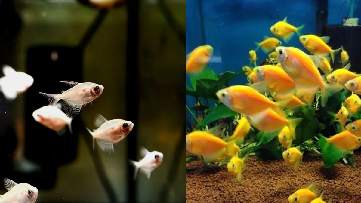 Ilustrasi ikan glofish tetra vs ikan tetra biasa