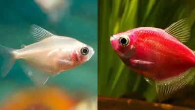 Ilustrasi ikan glofish tetra vs ikan tetra biasa