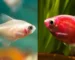 Ilustrasi ikan glofish tetra vs ikan tetra biasa