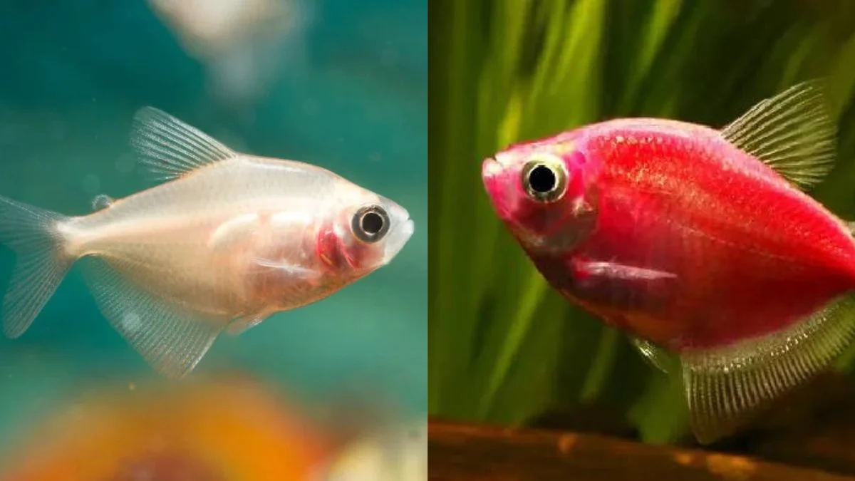 Ilustrasi ikan glofish tetra vs ikan tetra biasa