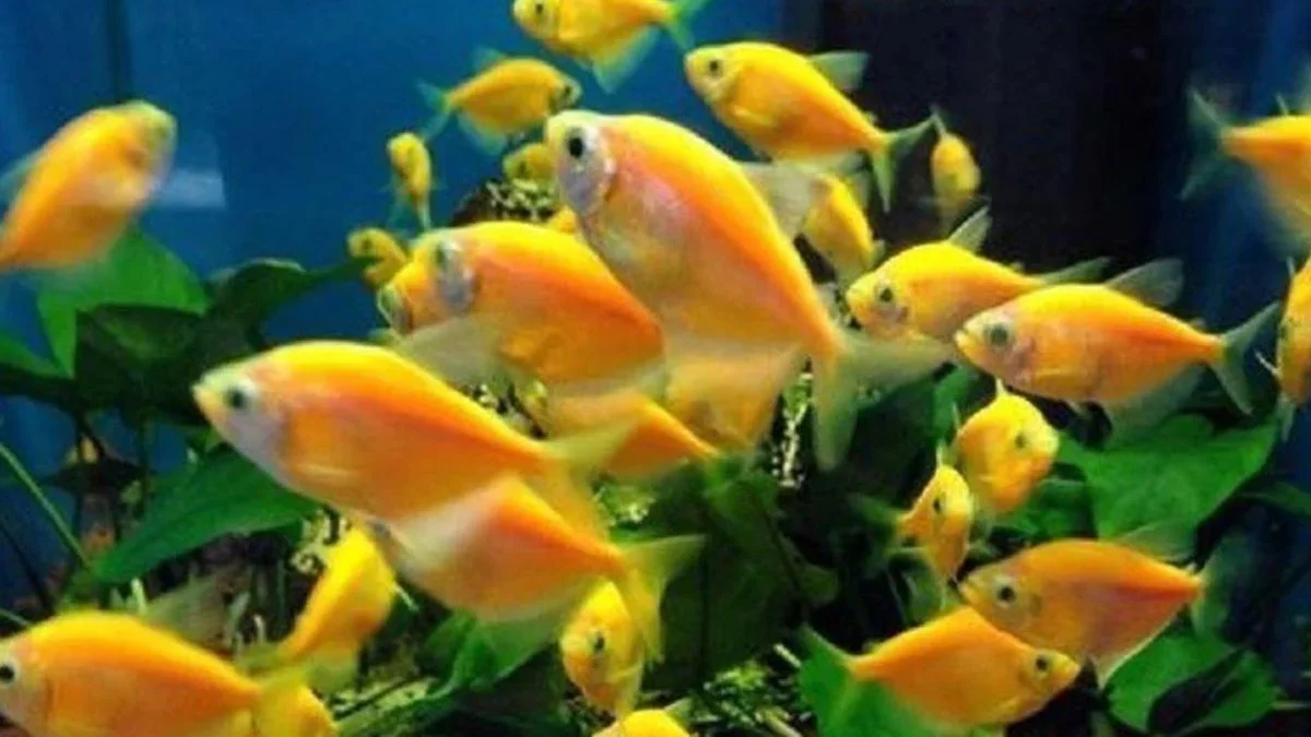 Gambar ikan glofish kuning