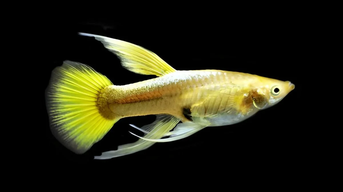Gambar ikan guppy gold