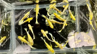 Gambar ikan guppy gold