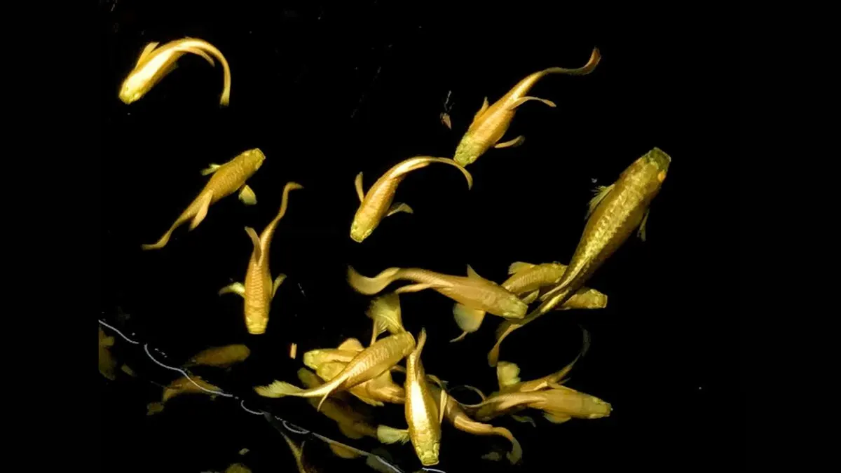 Gambar ikan guppy gold