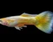 Gambar ikan guppy gold