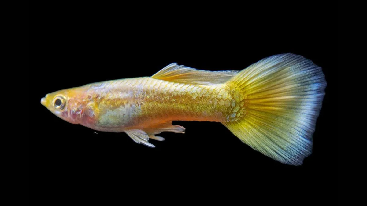 Gambar ikan guppy gold