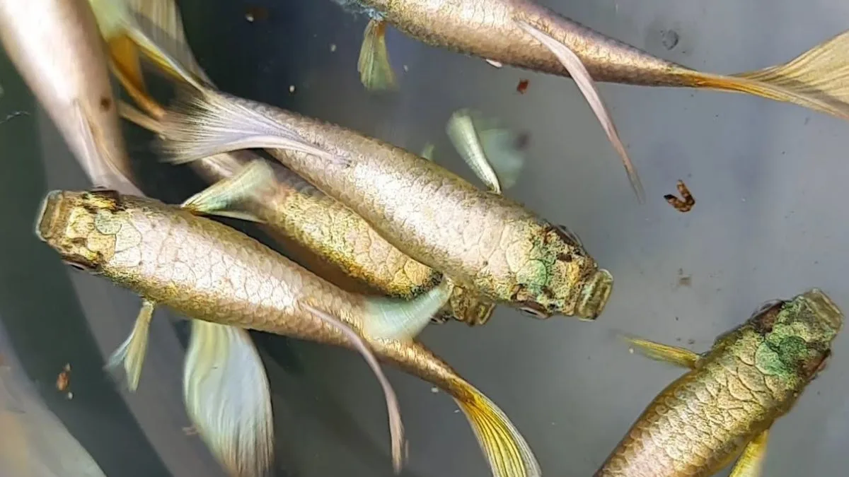 Gambar ikan guppy gold