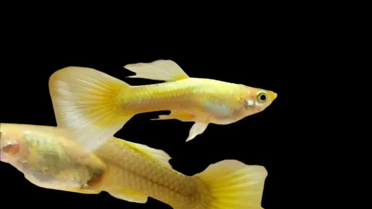 Gambar ikan guppy gold.