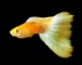 Gambar ikan guppy gold