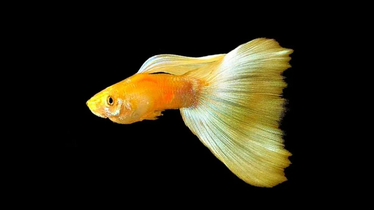 Gambar ikan guppy gold