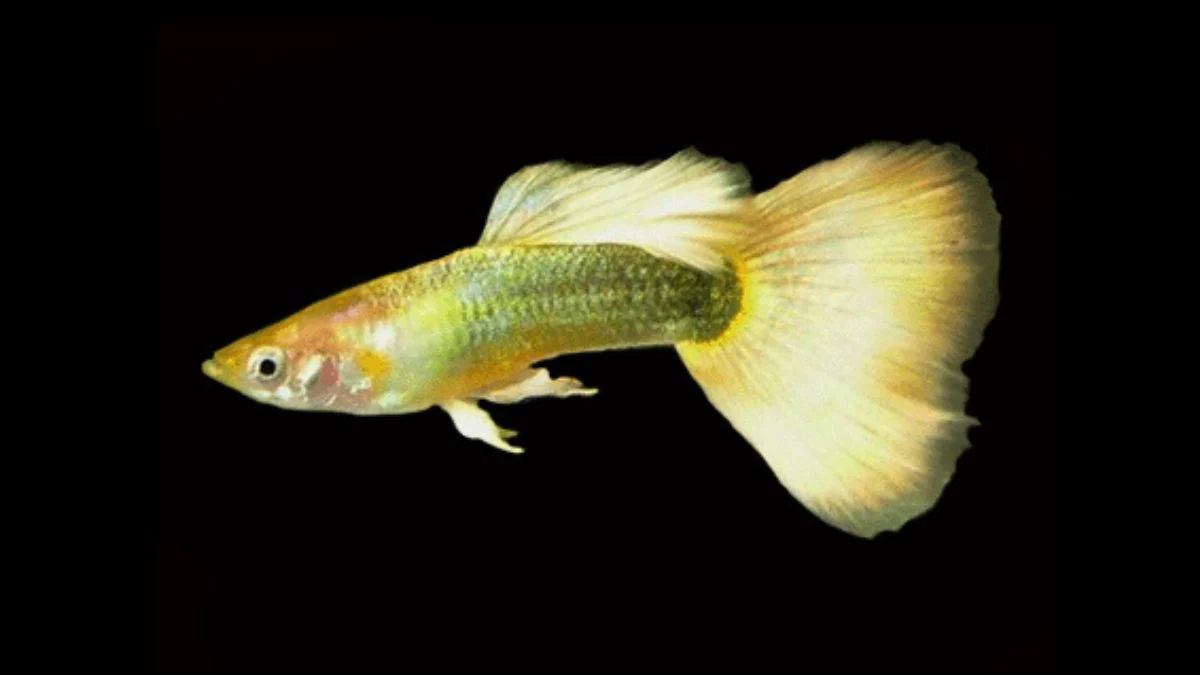 Gambar ikan guppy gold