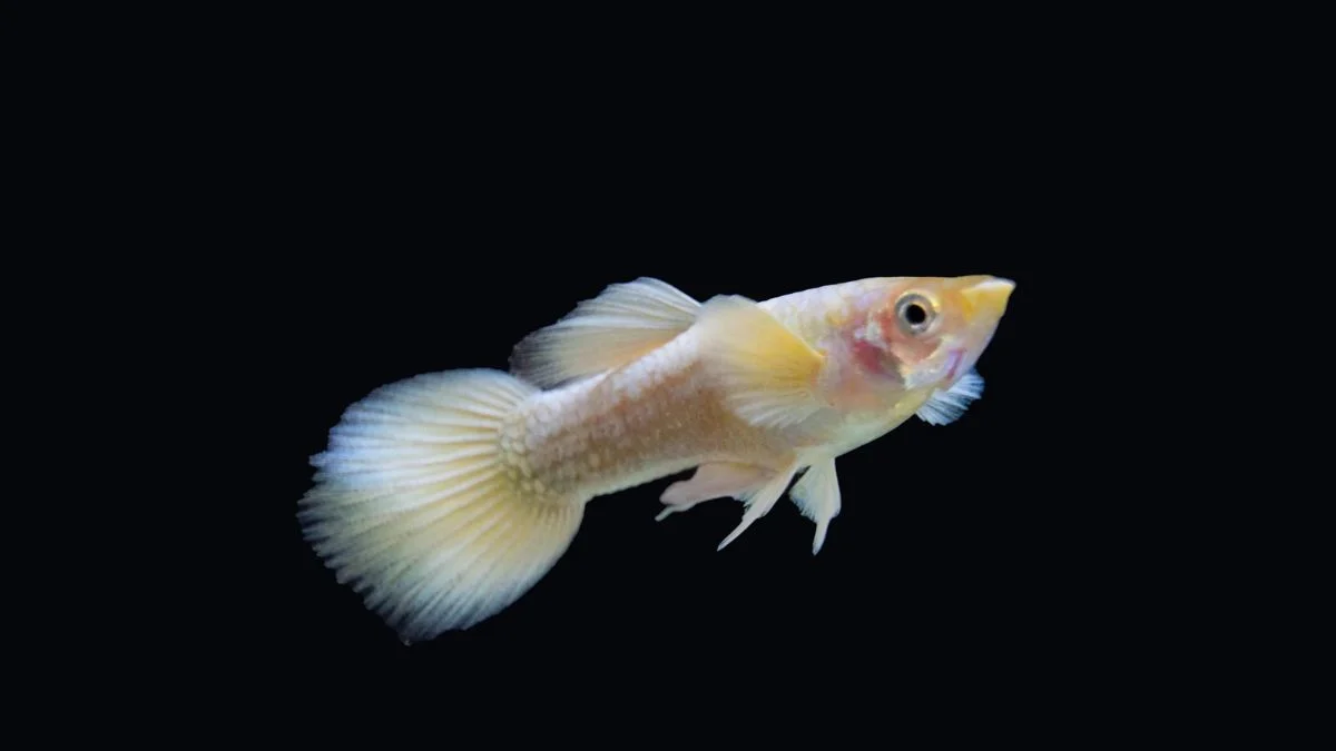 Gambar ikan guppy gold