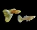 Gambar ikan guppy gold