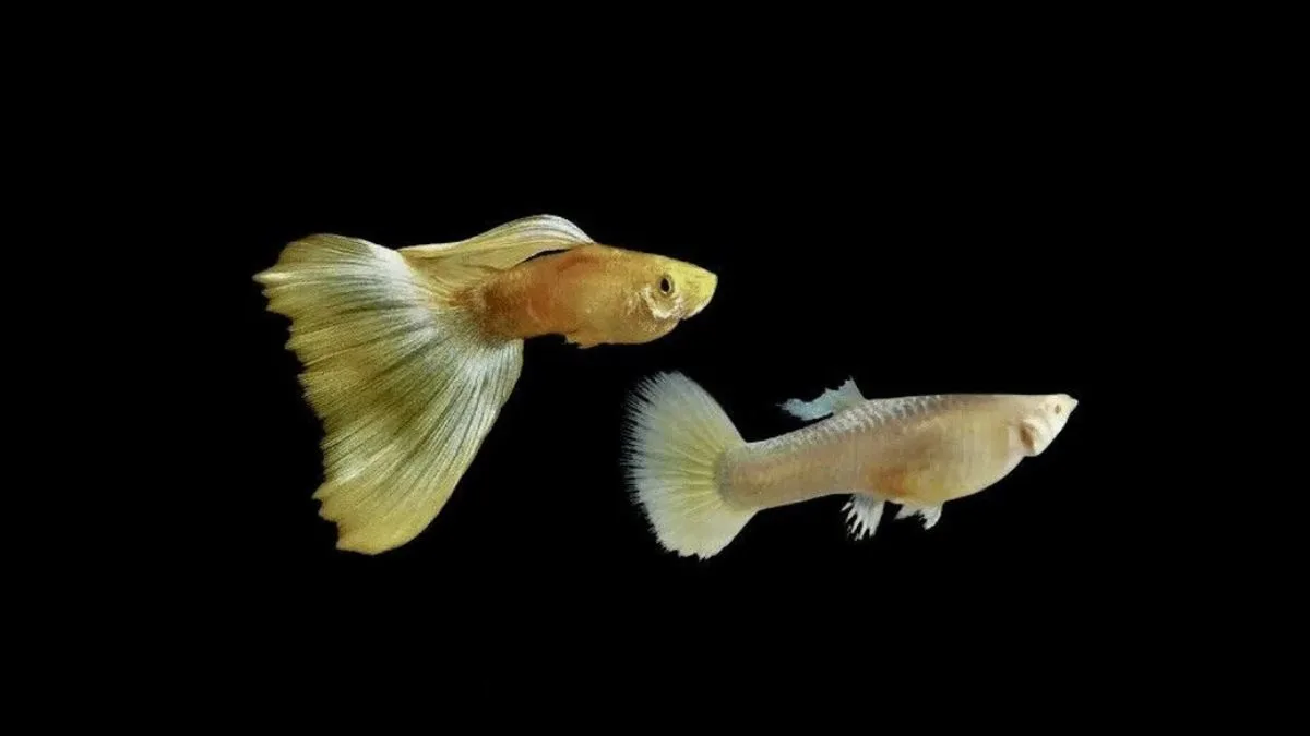 Gambar ikan guppy gold