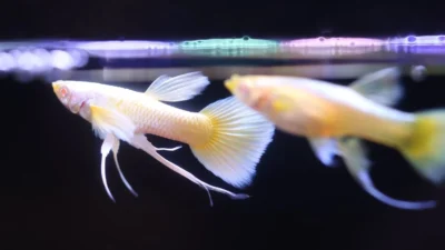 Gambar ikan guppy gold
