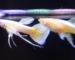 Gambar ikan guppy gold