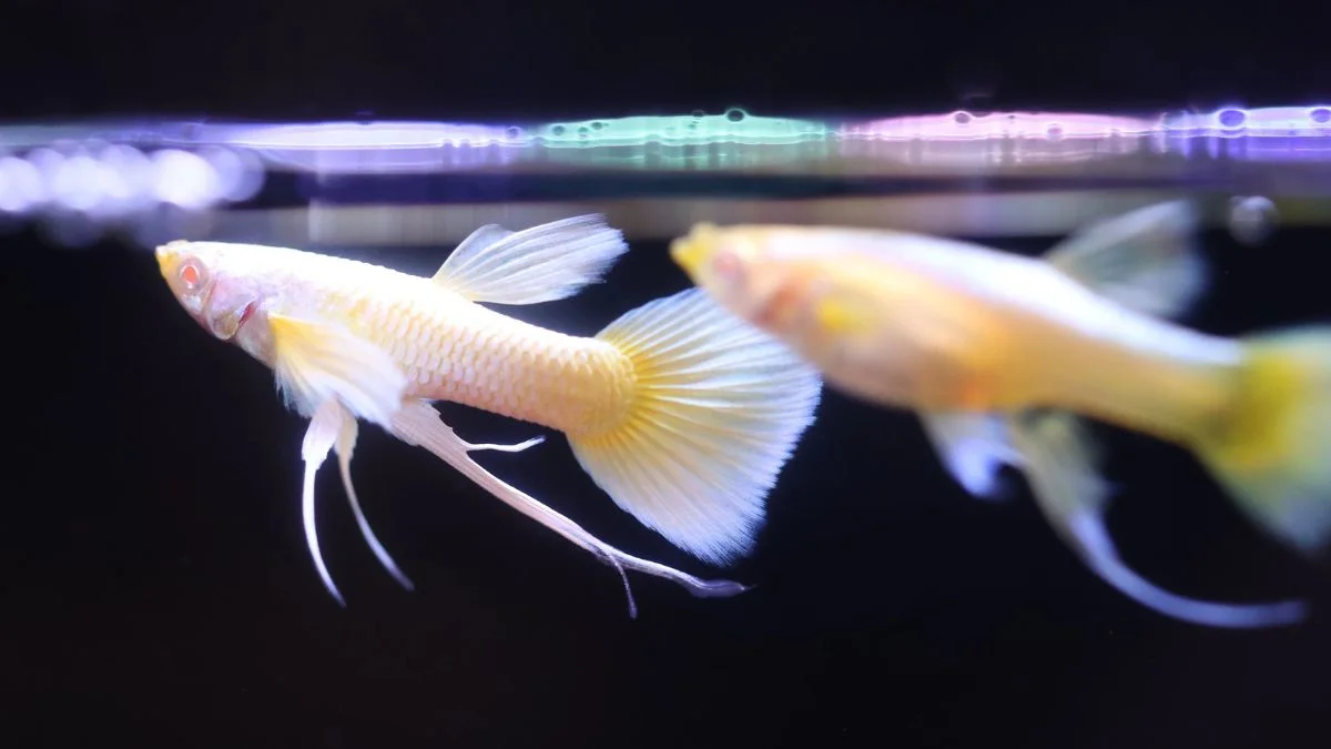 Gambar ikan guppy gold