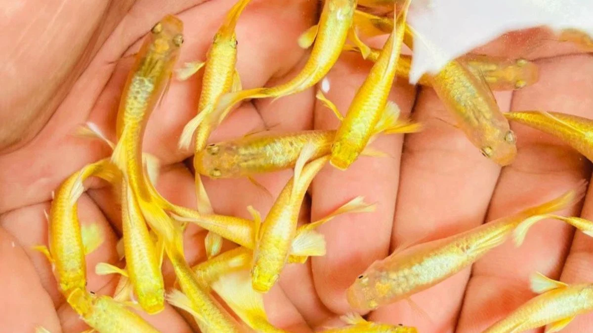 Gambar ikan guppy gold