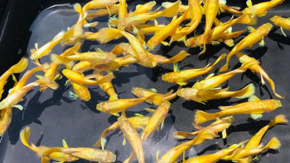 Gambar ikan guppy gold