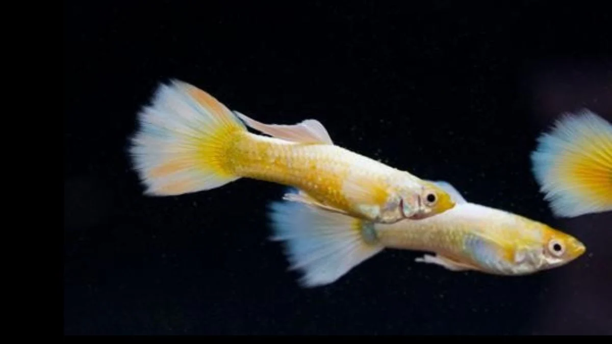 Gambar ikan guppy gold.