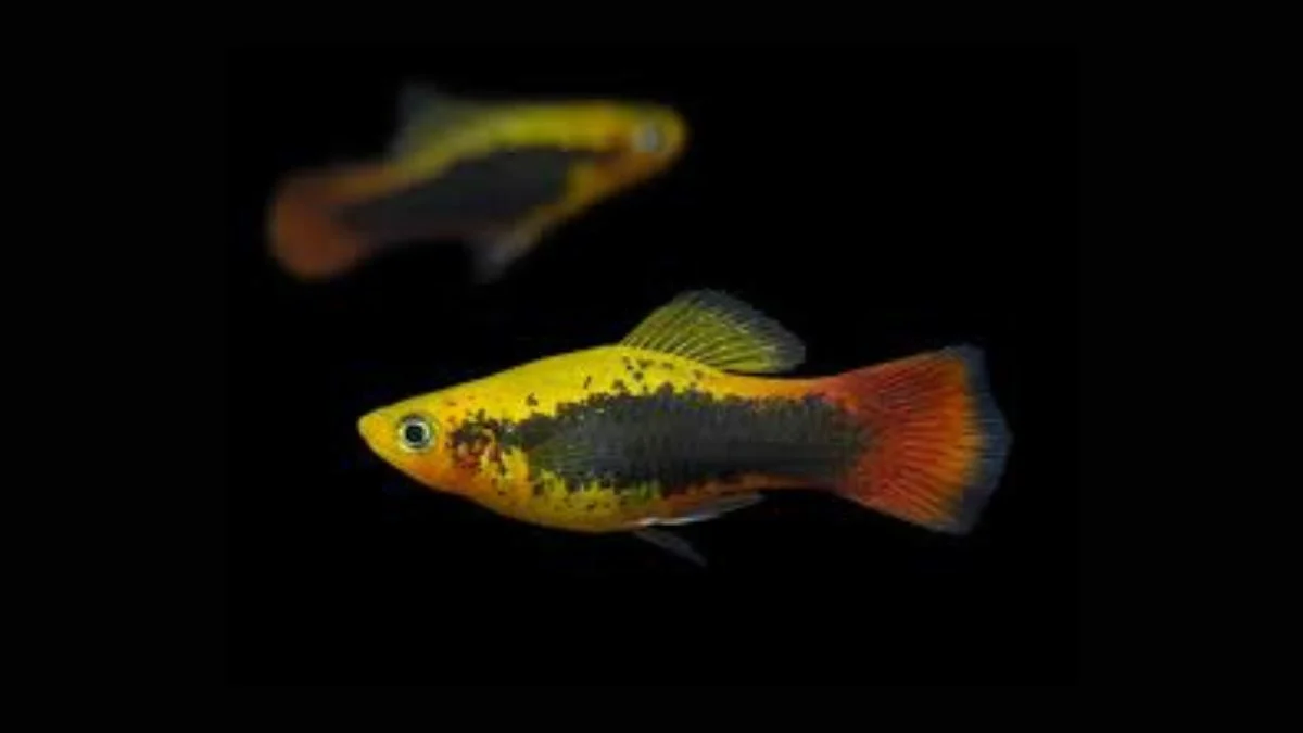 Gambar ikan hias platy hawai