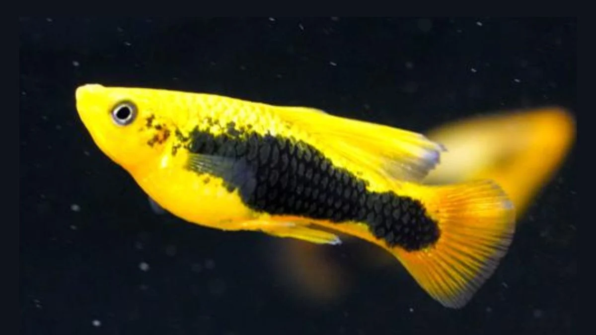 Gambar ikan hias platy hawai