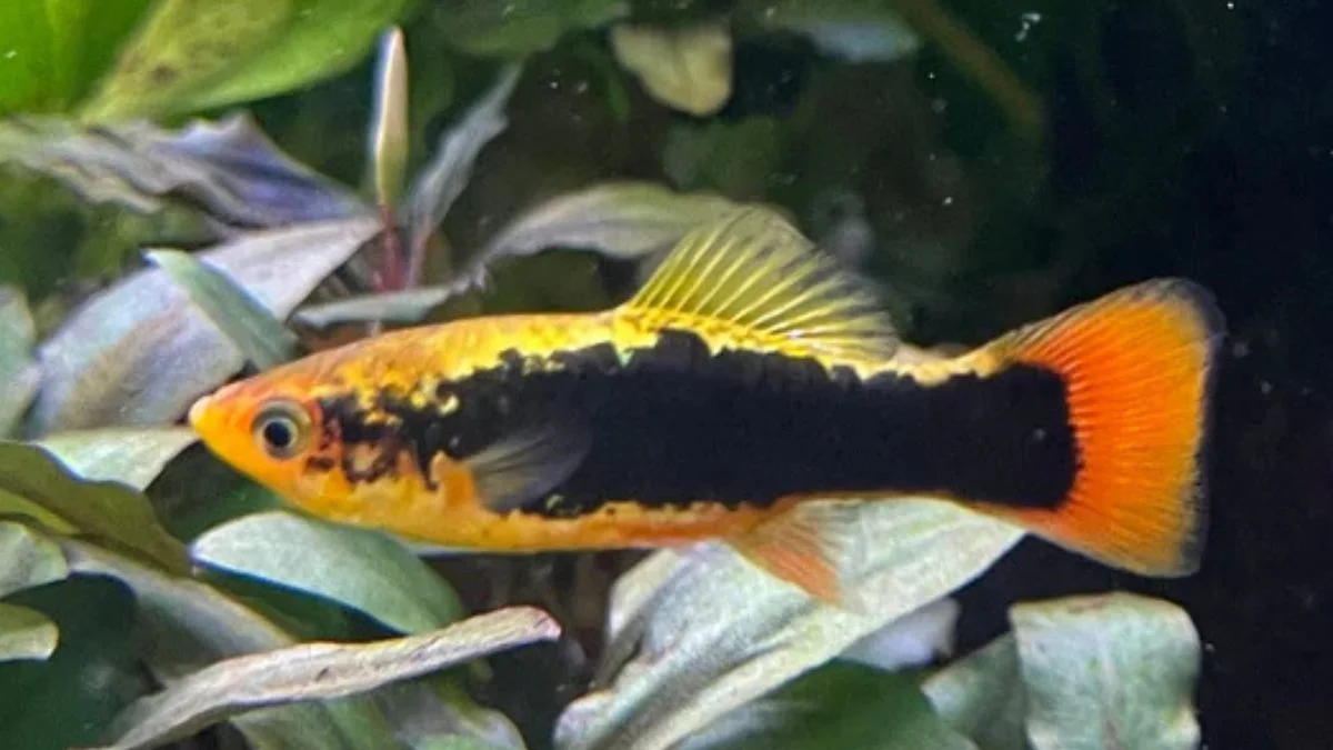Gambar ikan hias platy hawai