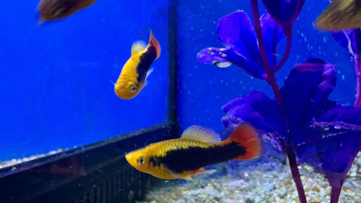 Gambar ikan hias platy hawai