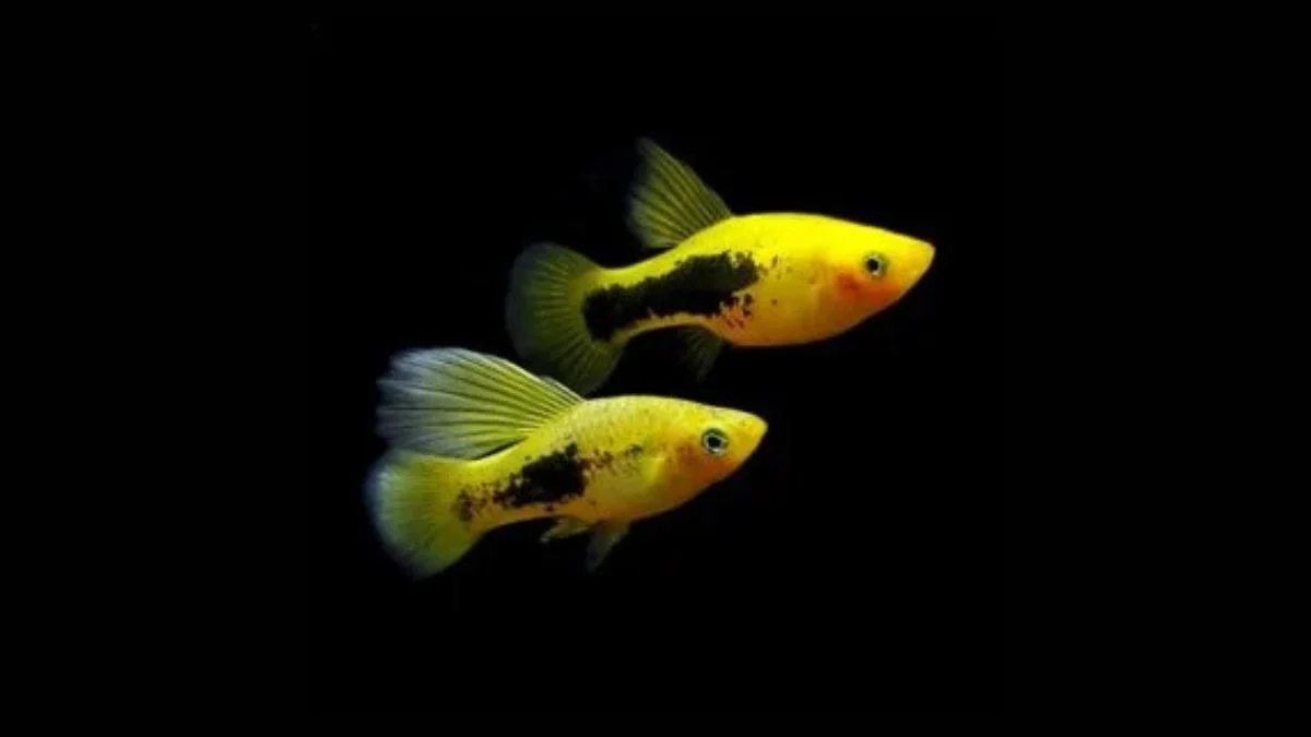 Gambar ikan hias platy hawai