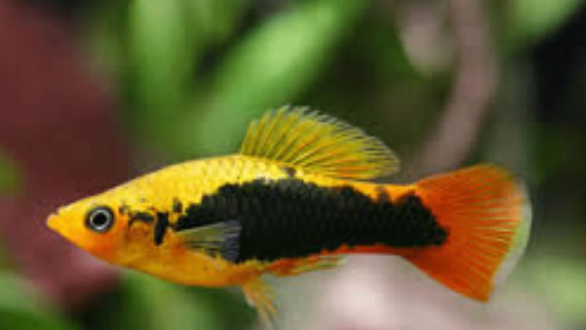 Gambar ikan hias platy hawai