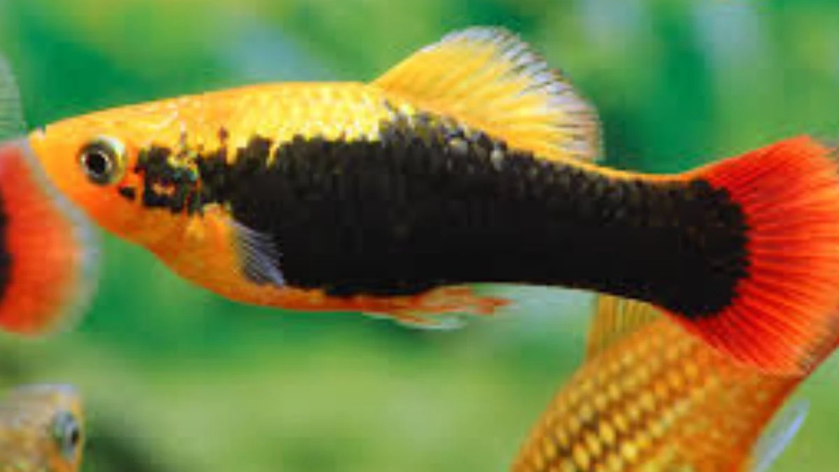 Gambar ikan hias platy hawai