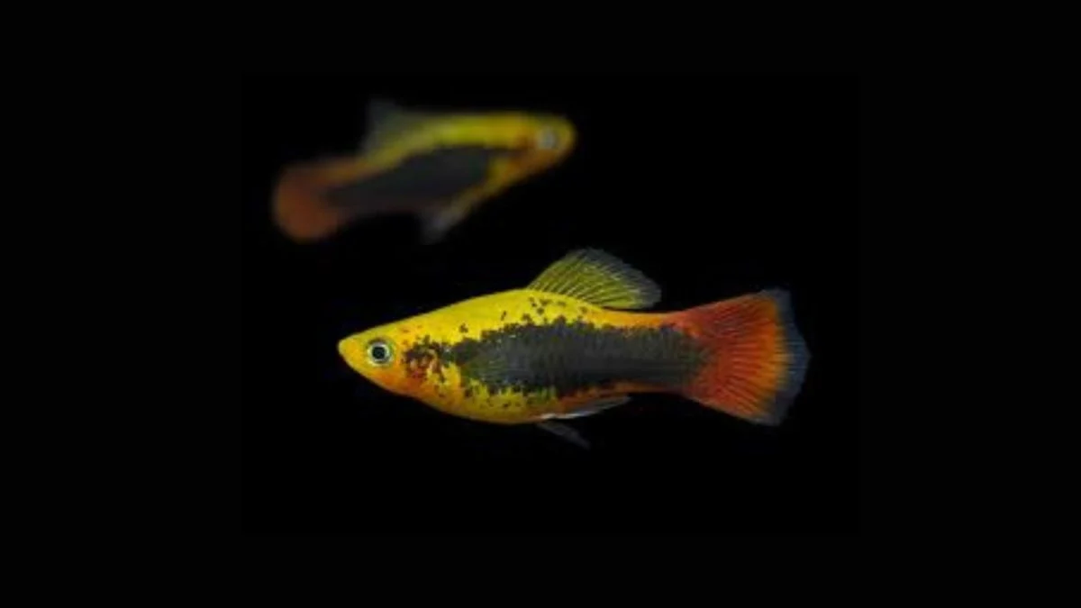Gambar ikan hias platy hawai