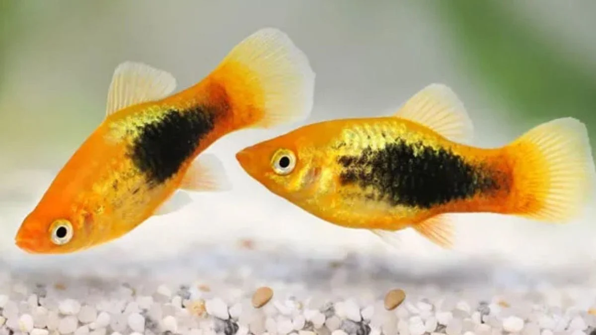 Gambar ikan hias platy hawai