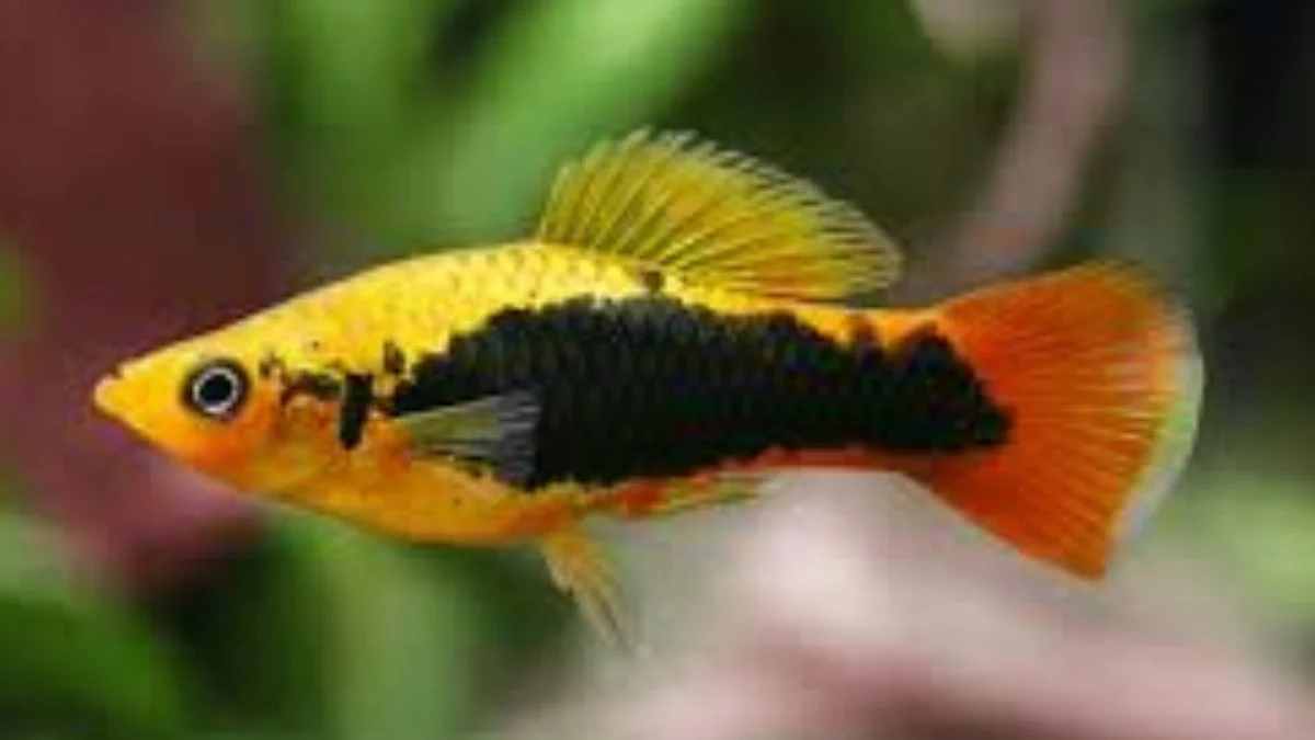 Gambar ikan hias platy hawai