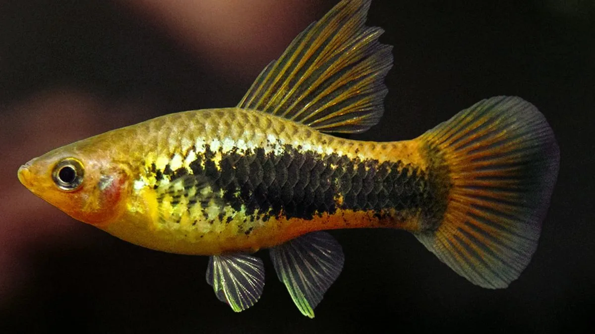 Gambar ikan hias platy hawai jelas
