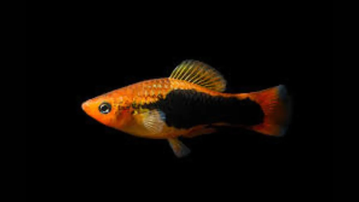 Gambar ikan hias platy hawai