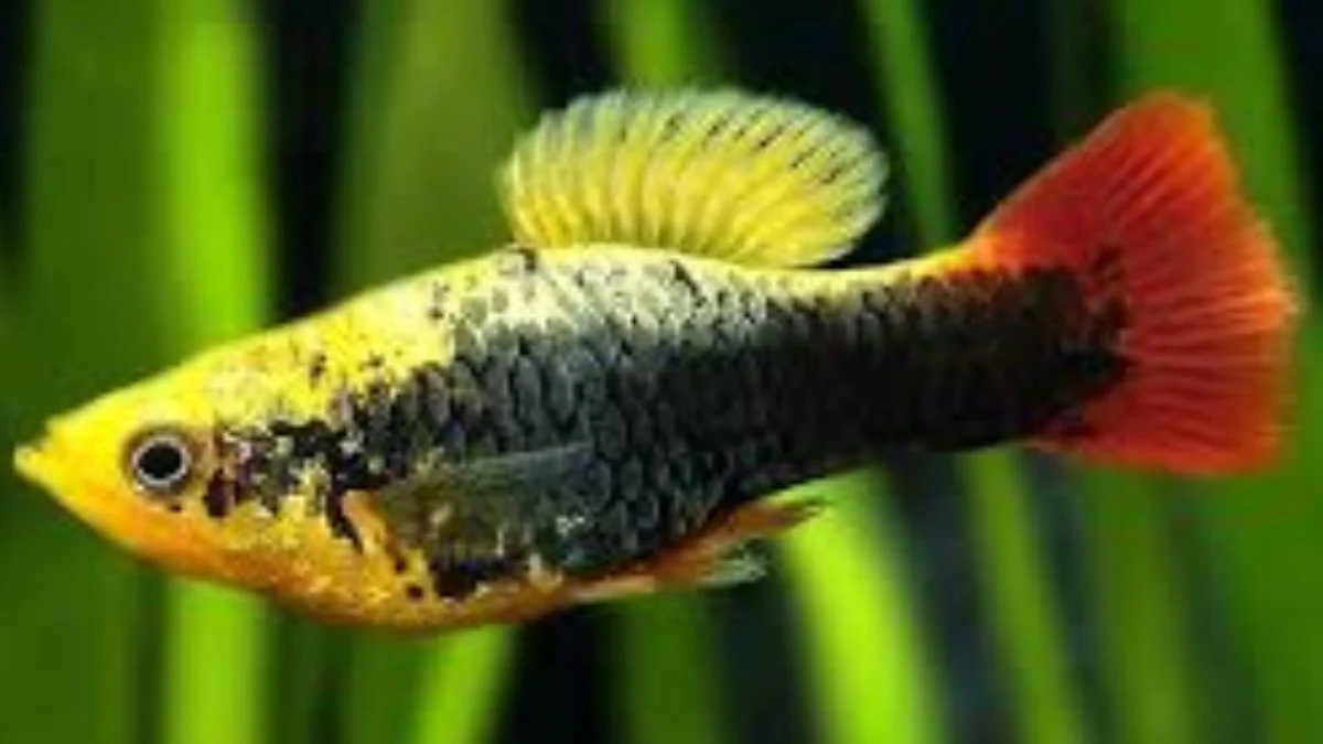 Gambar ikan hias platy hawai