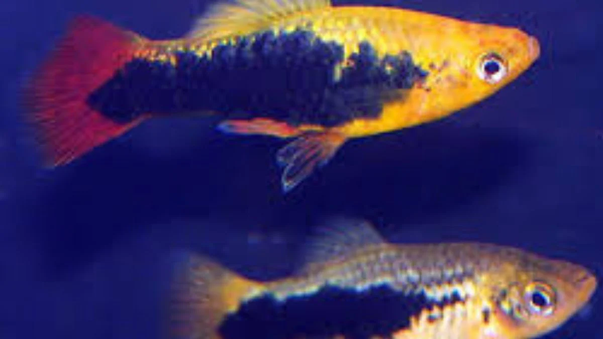 Gambar ikan hias platy hawai