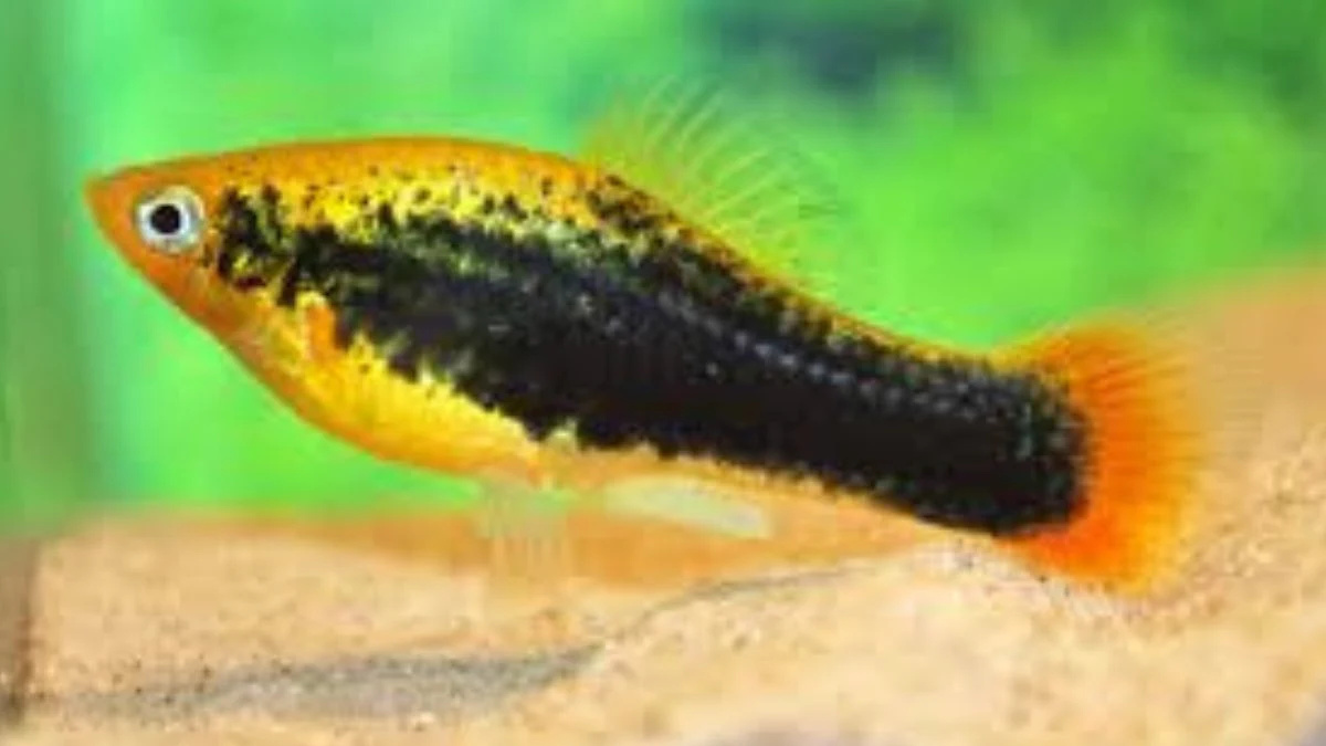 Gambar ikan hias platy hawai